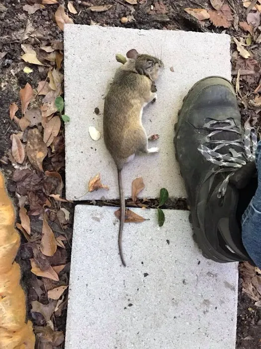 Rat Control of New York Picture 8