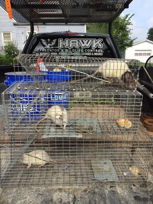 Rat Control of New York Picture 3