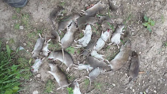 Rat Control of New York Picture 6