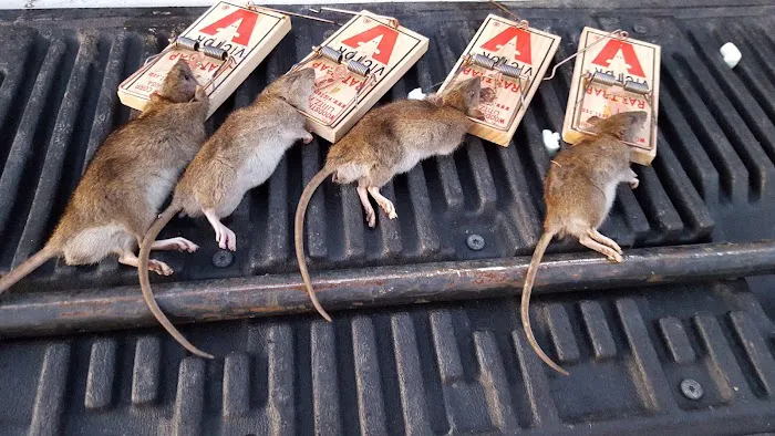 Rat Control of New York Picture 9