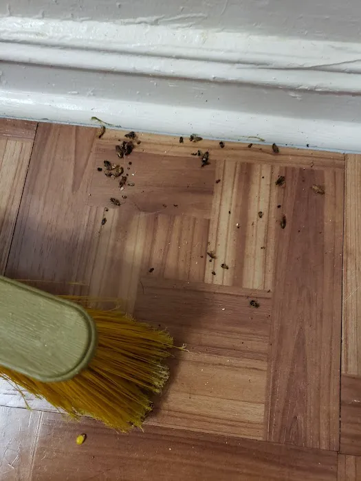 Fumigador Latino Picture 5