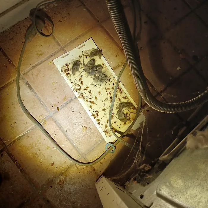 Exto Pest Control LLC Picture 10