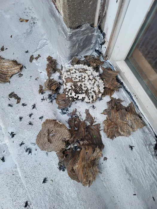 Exto Pest Control LLC Picture 3