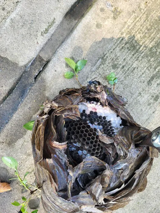 Exto Pest Control LLC Picture 9