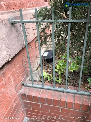 Positive Pest Management Picture 5