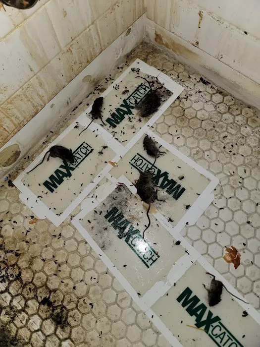 VJ Mice-Roaches-Rats-Bedbugs and Ants Picture 7