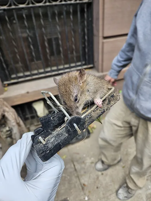 VJ Mice-Roaches-Rats-Bedbugs and Ants Picture 6