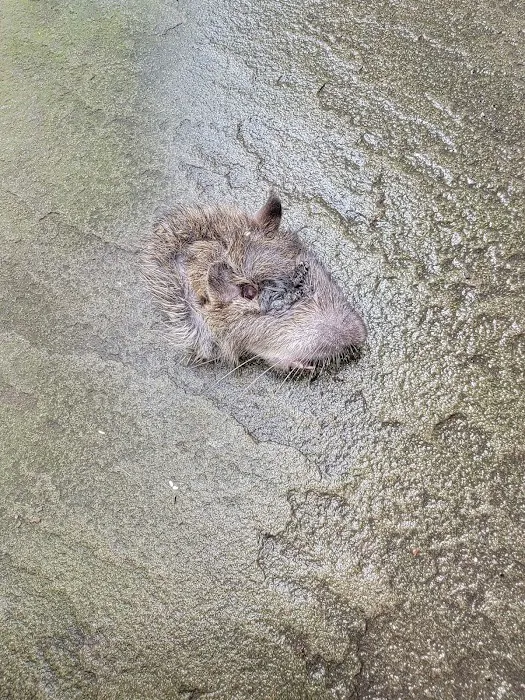 VJ Mice-Roaches-Rats-Bedbugs and Ants Picture 3