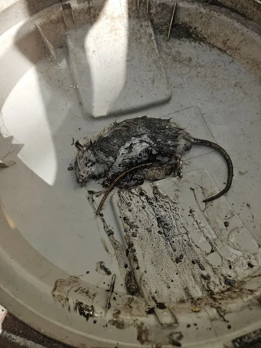 VJ Mice-Roaches-Rats-Bedbugs and Ants Picture 5