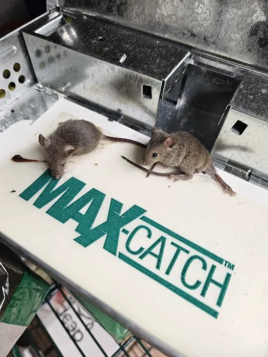 VJ Mice-Roaches-Rats-Bedbugs and Ants Picture 1