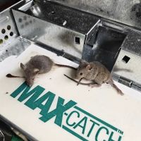 VJ Mice-Roaches-Rats-Bedbugs and Ants ico