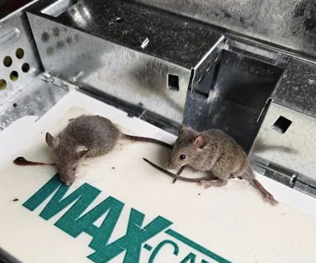 VJ Mice-Roaches-Rats-Bedbugs and Ants