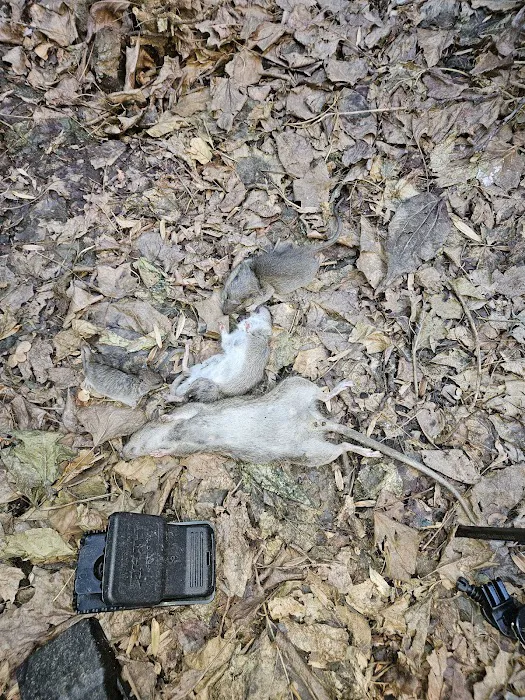 VJ Mice-Roaches-Rats-Bedbugs and Ants Picture 8