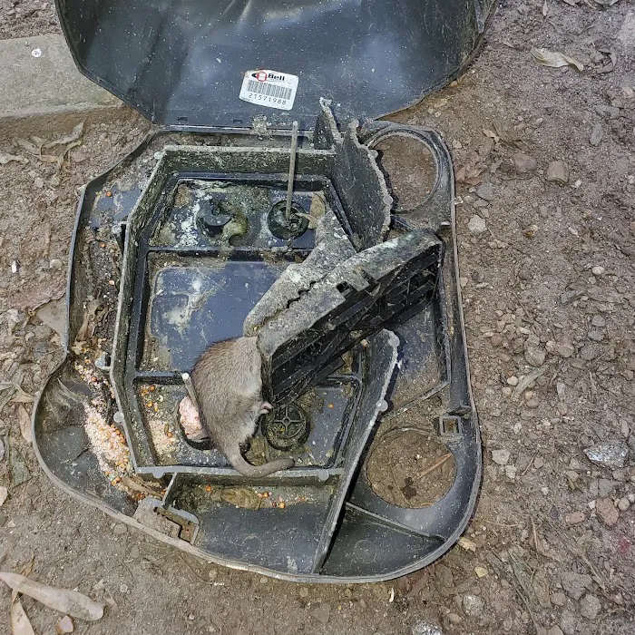 VJ Mice-Roaches-Rats-Bedbugs and Ants Picture 10