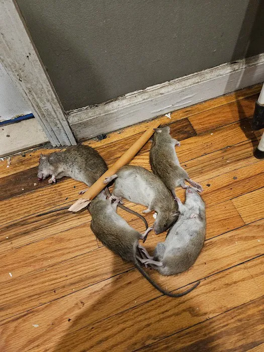 VJ Mice-Roaches-Rats-Bedbugs and Ants Picture 9