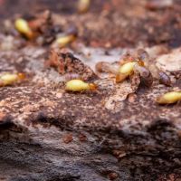 Newark Pest Control Protectors ico