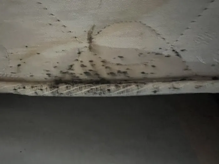 Newark Exterminator Last Stop Pest Control Picture 3