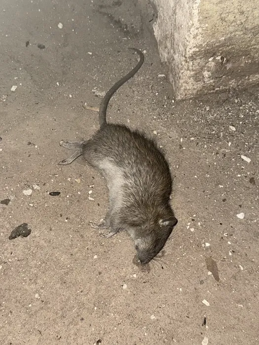 Newark Exterminator Last Stop Pest Control Picture 4