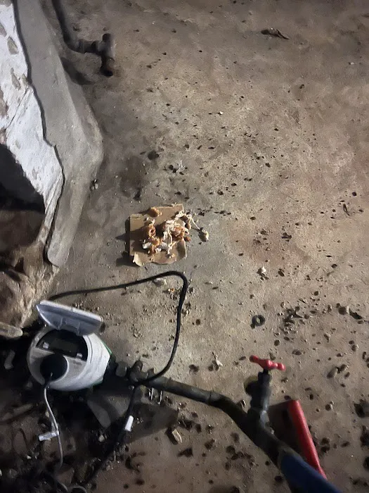 Newark Exterminator Last Stop Pest Control Picture 8