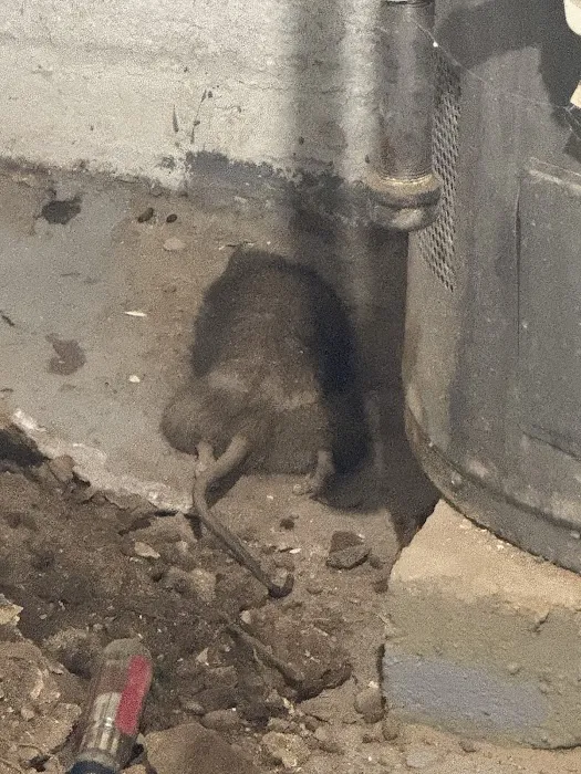 Newark Exterminator Last Stop Pest Control Picture 2