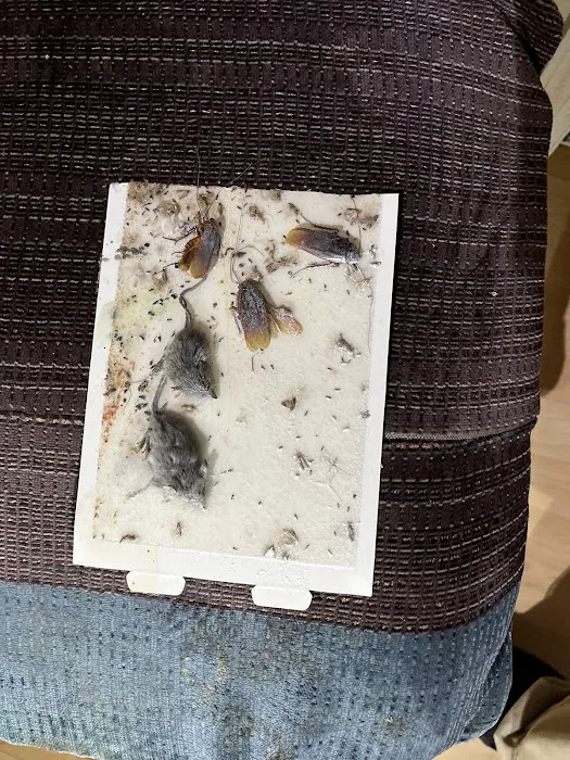 Diamond Plus Pest Control INC Picture 3