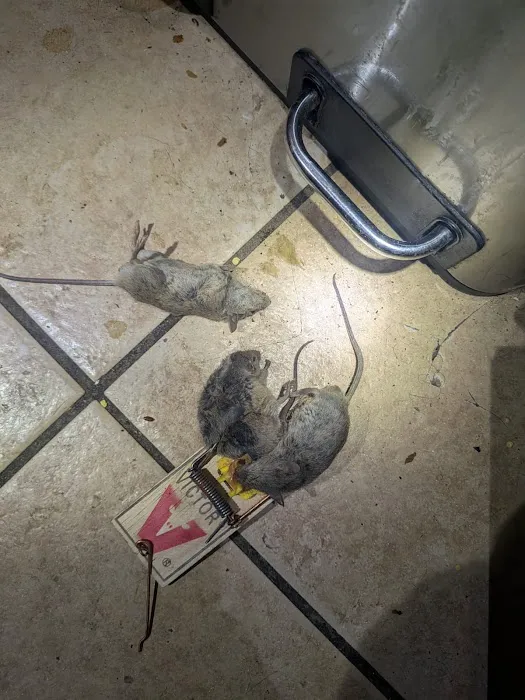 Diamond Plus Pest Control INC Picture 5