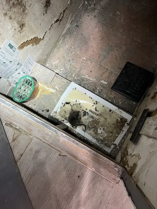 Diamond Plus Pest Control INC Picture 2