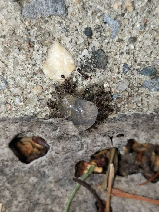 Diamond Plus Pest Control INC Picture 10