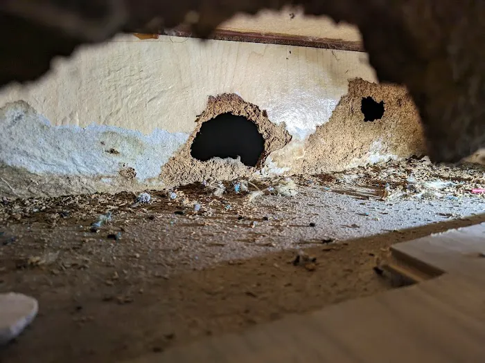 Diamond Plus Pest Control INC Picture 4