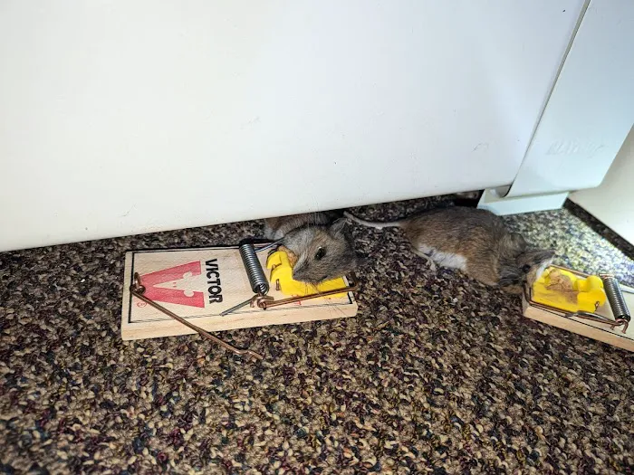 Diamond Plus Pest Control INC Picture 6