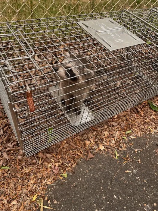 Next Generation Pest Control Picture 4