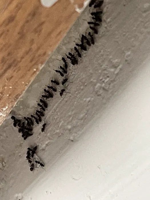 Next Generation Pest Control Picture 5