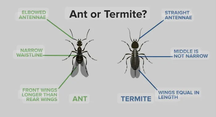 Next Generation Pest Control Picture 2
