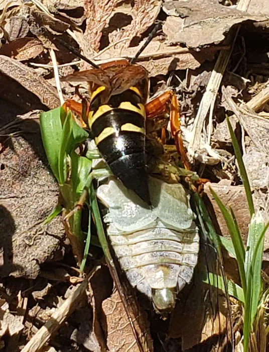 Bug Techs Pest Control Company Inc Picture 8