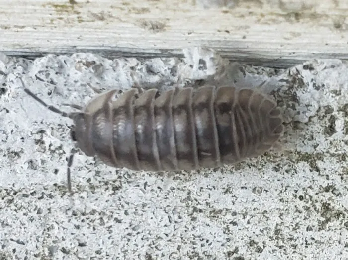 Bug Techs Pest Control Company Inc Picture 7