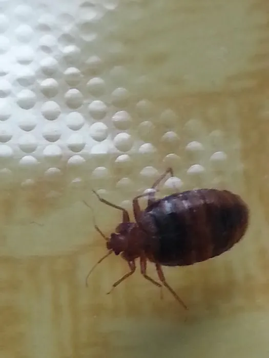 Bug Techs Pest Control Company Inc Picture 6