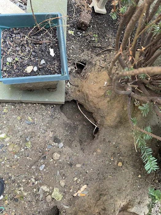 Eudaimonia Pest Control Picture 10