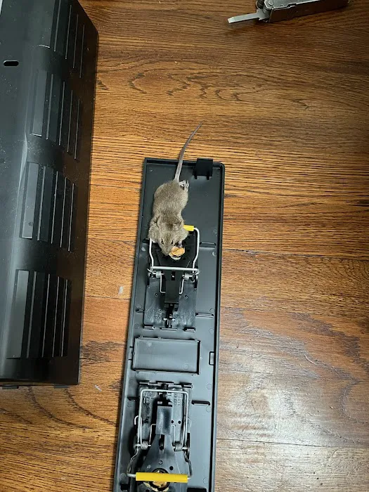 247 Pest Control NYC Picture 7