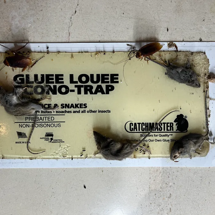 247 Pest Control NYC Picture 8