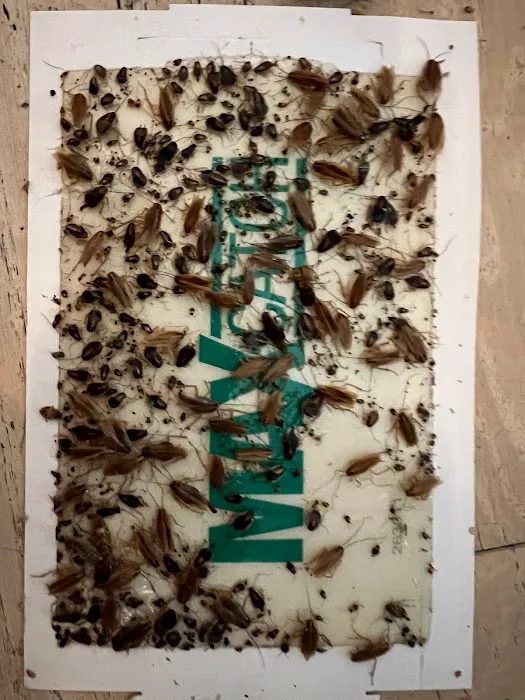 247 Pest Control NYC Picture 1