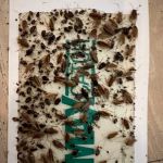 247 Pest Control NYC