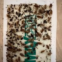 247 Pest Control NYC ico