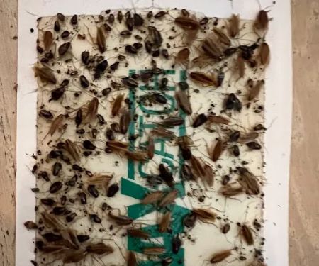 247 Pest Control NYC