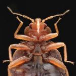 Abolish Pest Control