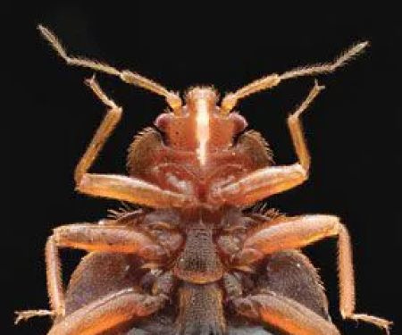 Abolish Pest Control