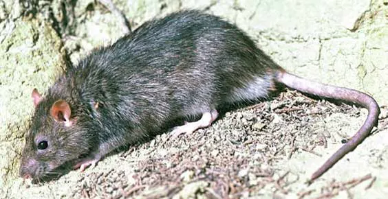 Abolish Pest Control Picture 9