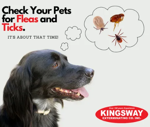 Kingsway Exterminating Picture 2