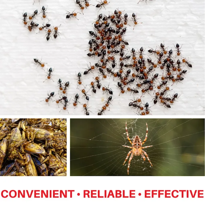 Kingsway Exterminating Picture 8