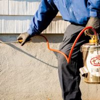 Alpha Pest Management ico