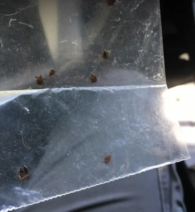 Rest Easy Pest Control Picture 9